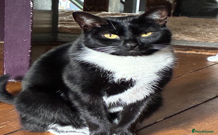 Mixed Breed cats - Advert 1
