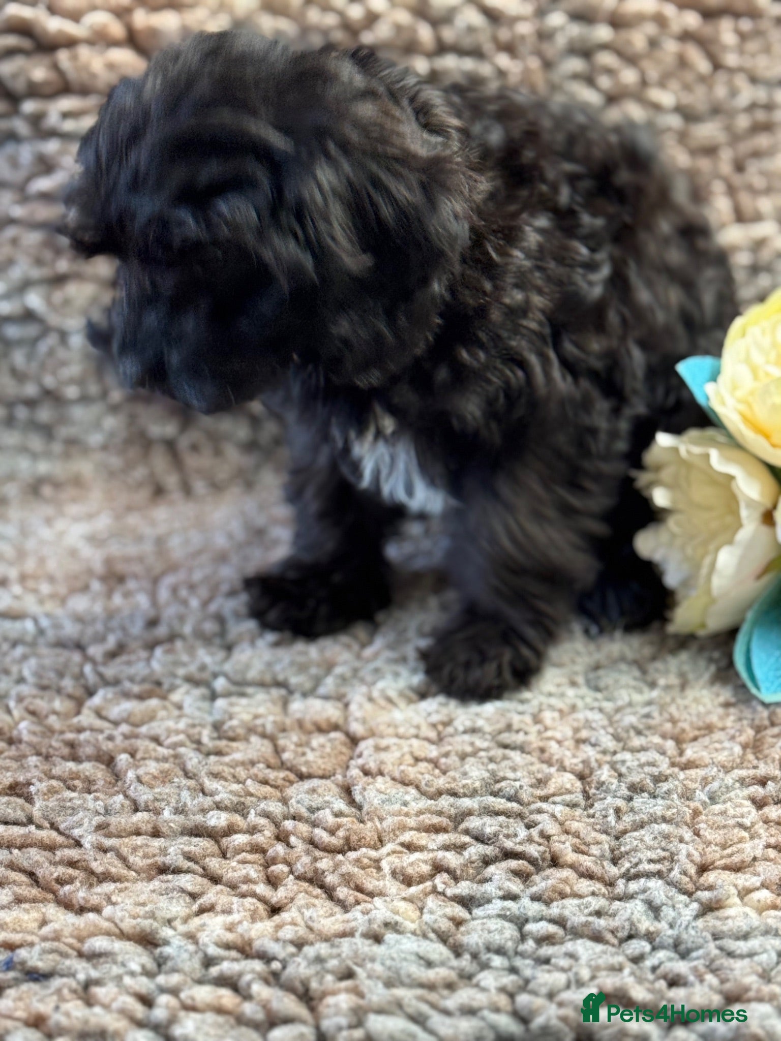 Cavapoo dogs Beautiful Cavapoo puppies - Advert 2