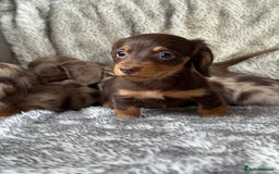 Miniature Dachshund dogs for sale: ⭐️ long haired minature dachshunds ⭐️ - Image 5