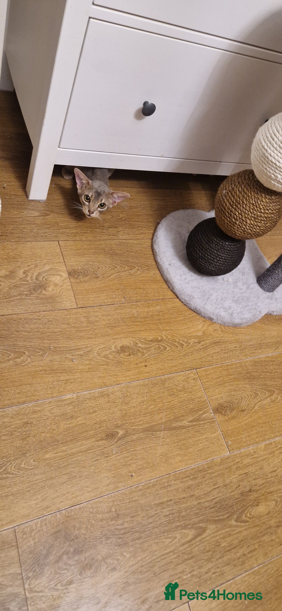 Abyssinian cats for sale: Beautiful blue boy 💙 - Image 11