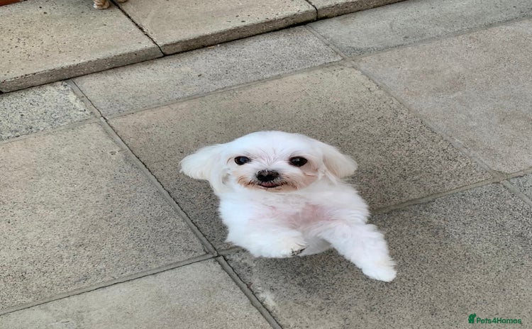 Maltese dogs - Advert 2