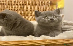 British Shorthair cats for sale: 🧸EXCEPTIONAL QUALITY PURE BREED BSH TEDDY BEARS🧸 - Advert 9