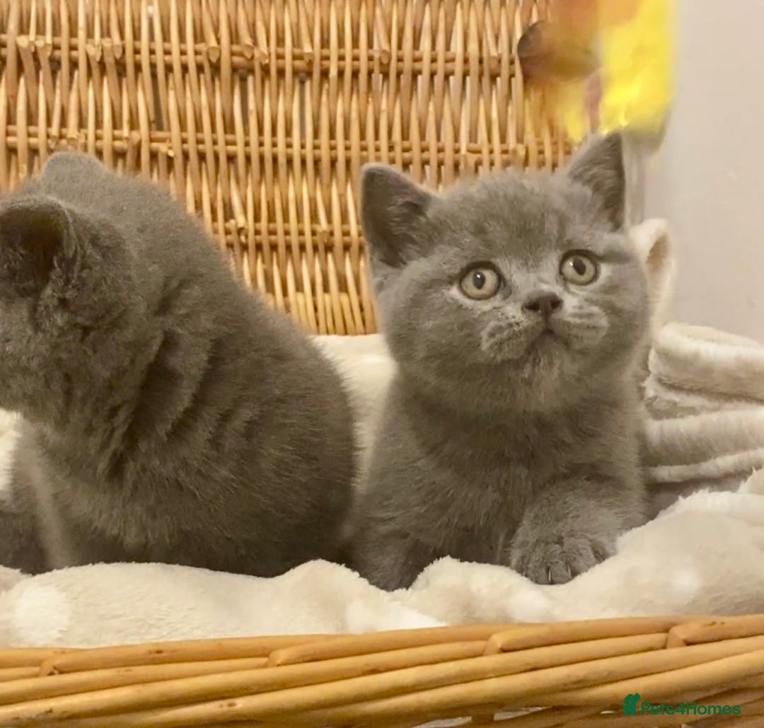British Shorthair cats for sale: 🧸EXCEPTIONAL QUALITY PURE BREED BSH TEDDY BEARS🧸 - Advert 9