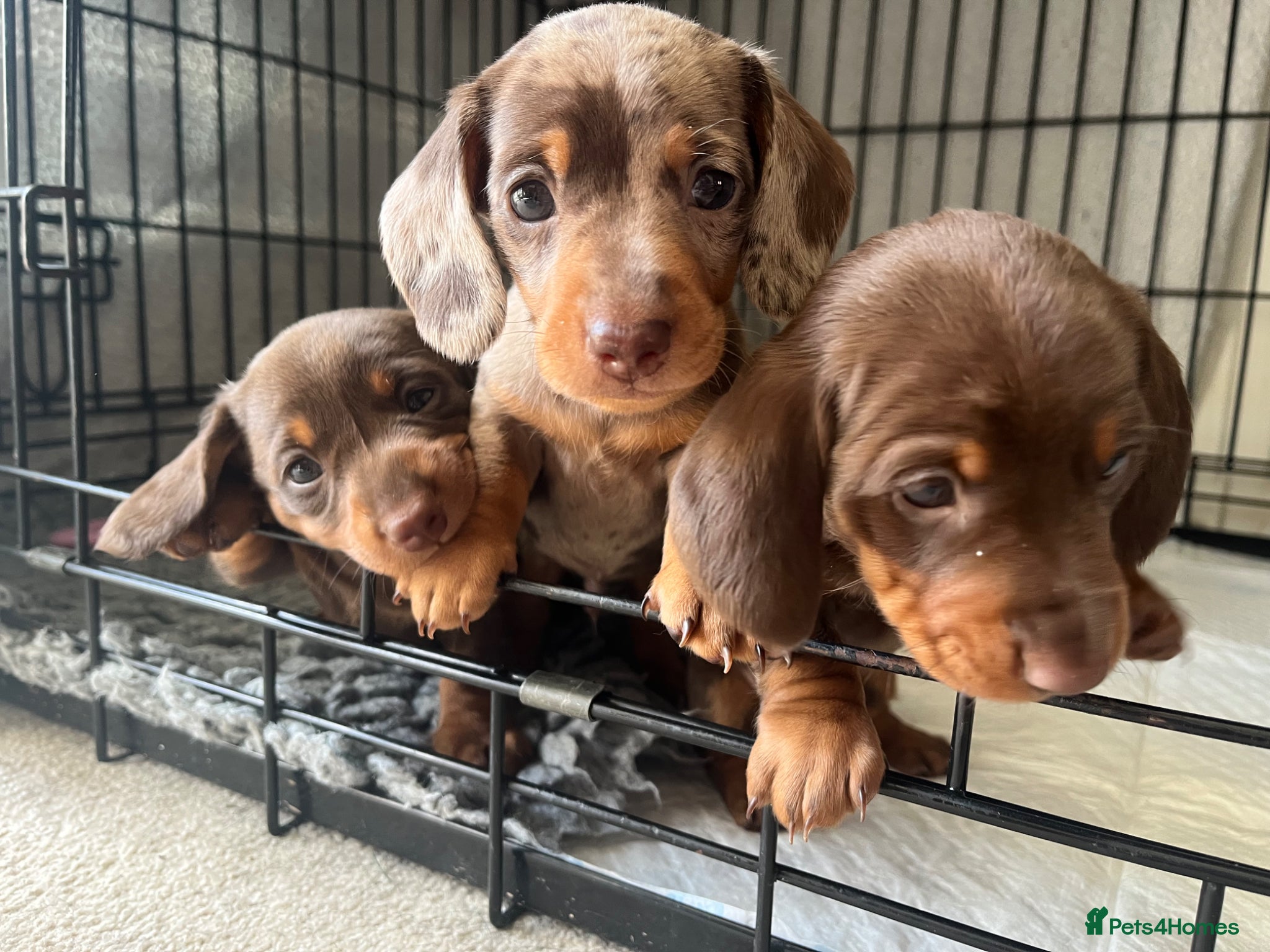 Miniature Dachshund dogs KC Registered Miniature Dachshund Puppies - Advert 16