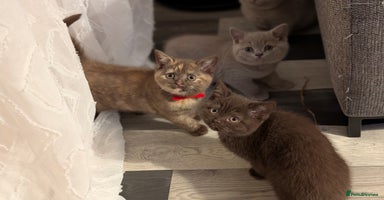 British Shorthair cats GCCF Pedigree BSH, chocolate, lilac!  - Advert 4