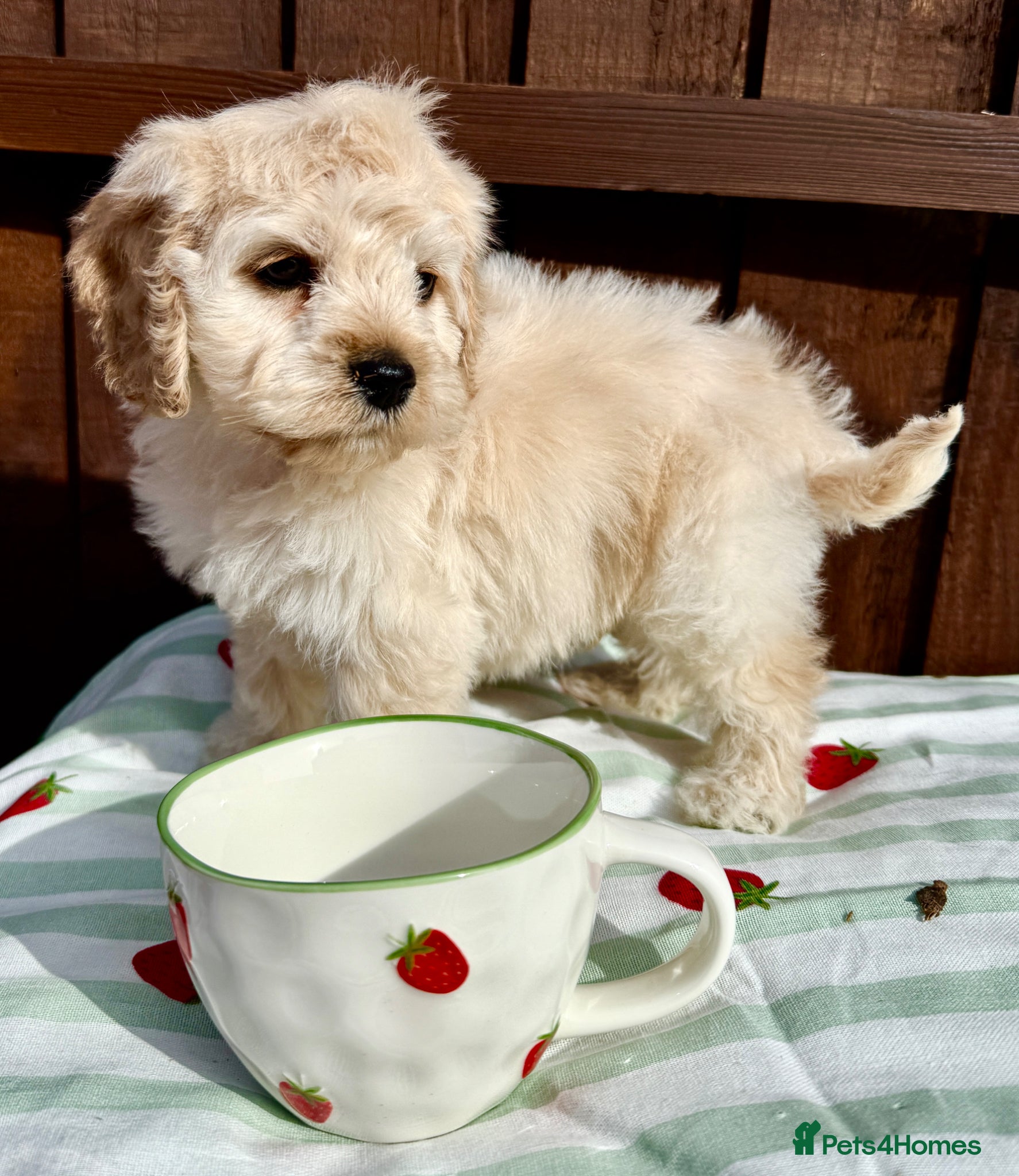 Cockapoo dogs Beautiful friendly cockapoo puppies  - Advert 1