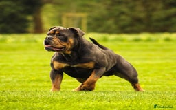 Olde English Bulldogge dogs for sale: Olde English Bulldog puppies - Image 28