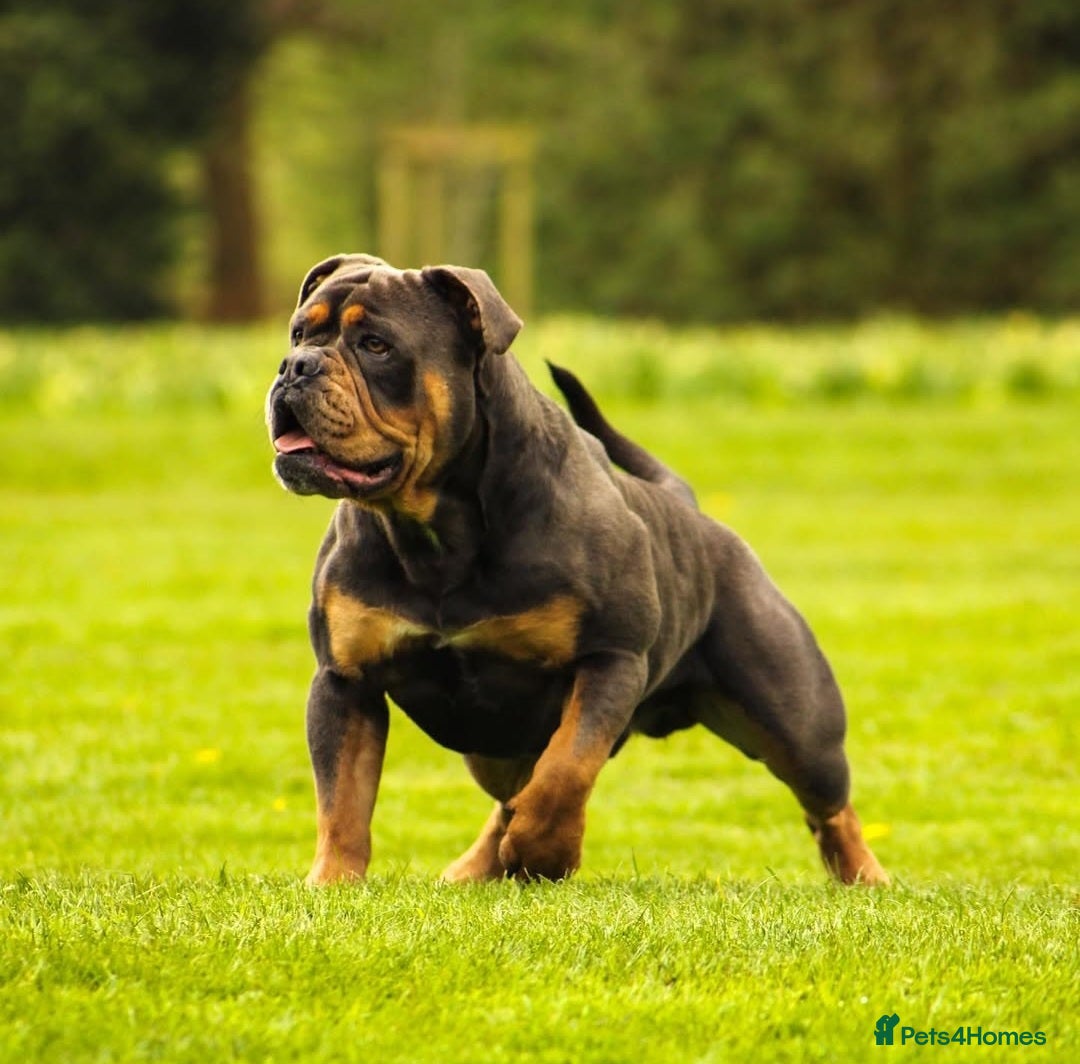 Olde English Bulldogge dogs for sale: Olde English Bulldog puppies - Image 28
