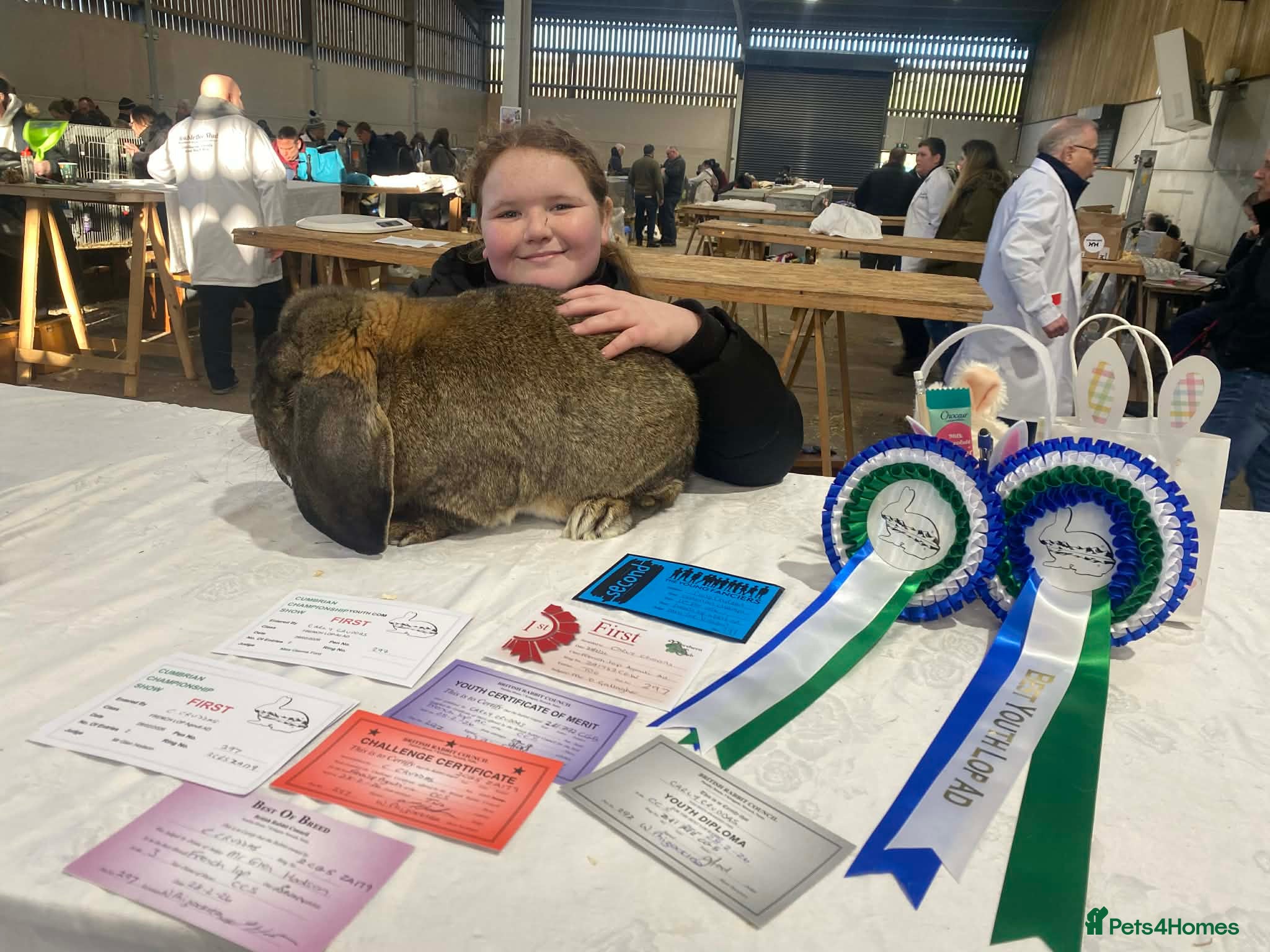 French Lop rabbits French lop - Advert 1