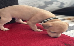 Italian Greyhound dogs for sale: Beautiful Italian Greyhound puppies - Image 20