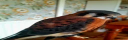 Mixed Breed birds for sale: American kestrel  - Advert 4