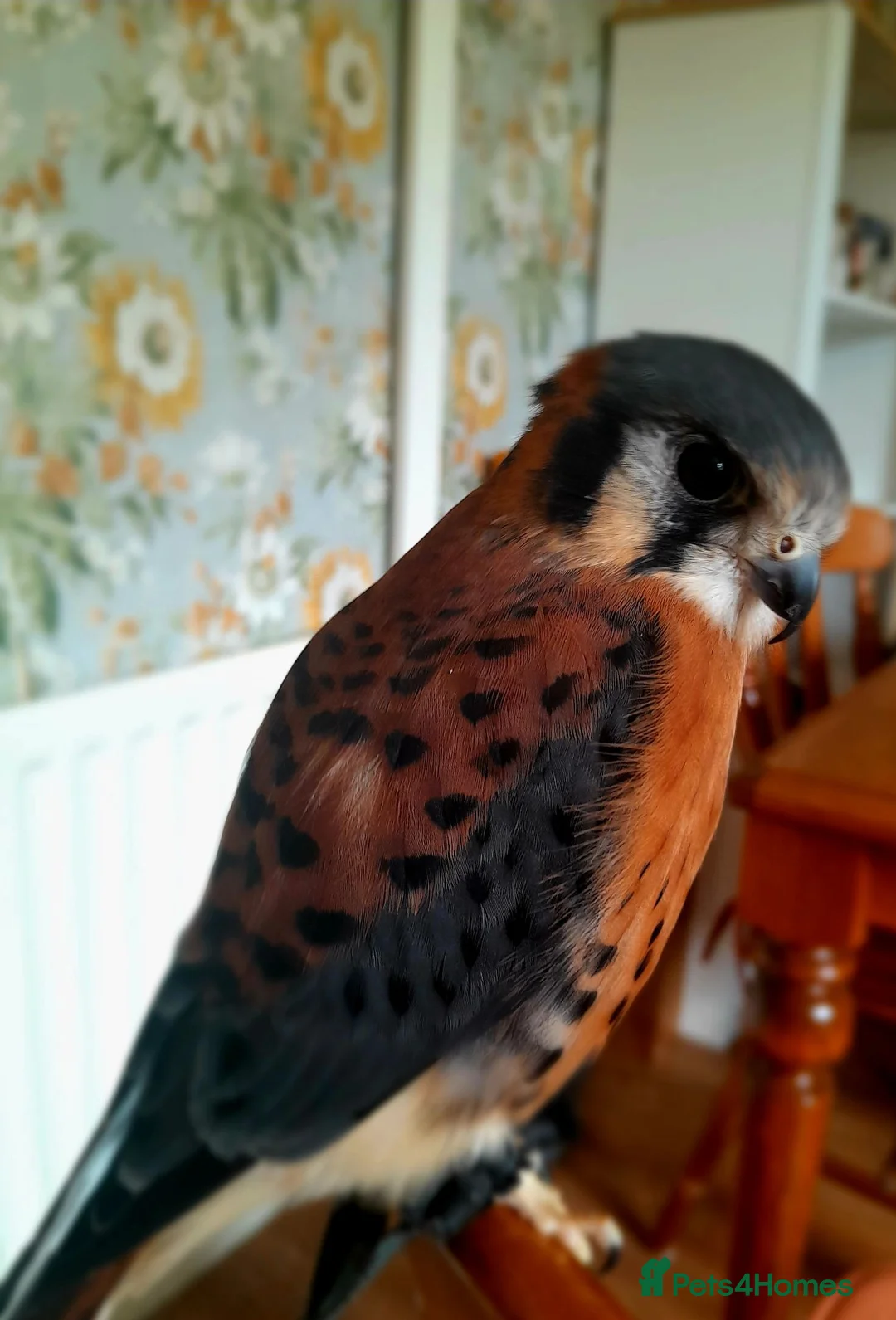Mixed Breed birds for sale: American kestrel  - Advert 4