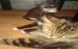 Maine Coon cats for sale: Mainccone babys - Image 4