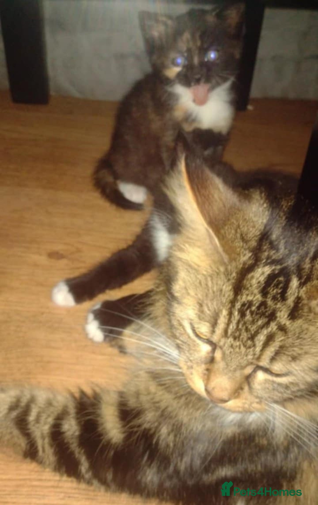Maine Coon cats for sale: Mainccone babys - Image 4