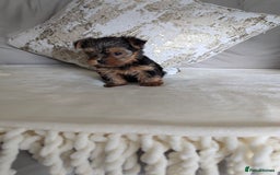 Yorkshire Terrier dogs for sale: Wonderful Yorkshire terrier puppies  - Image 16