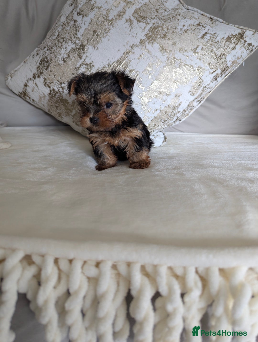 Yorkshire Terrier dogs for sale: Wonderful Yorkshire terrier puppies  - Image 16