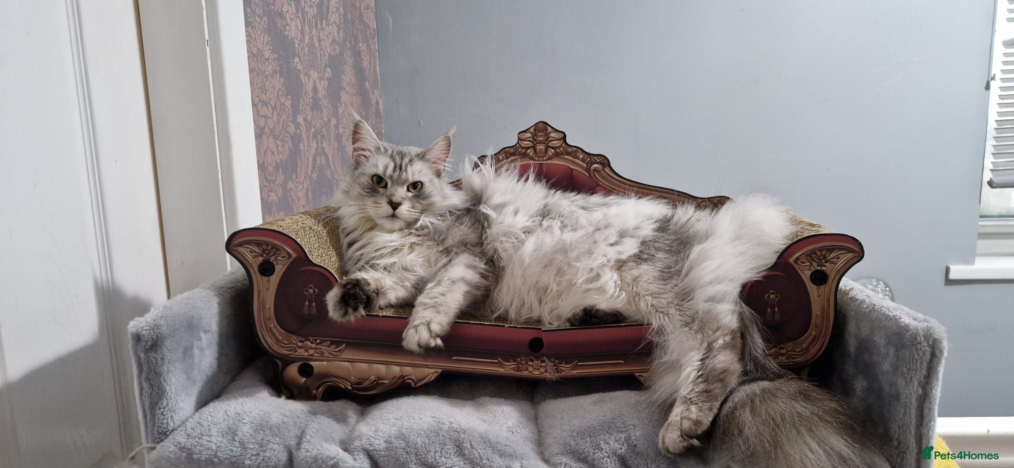 Maine Coon cats Beautiful 3 year old Female GCCF Registered  - Advert 1