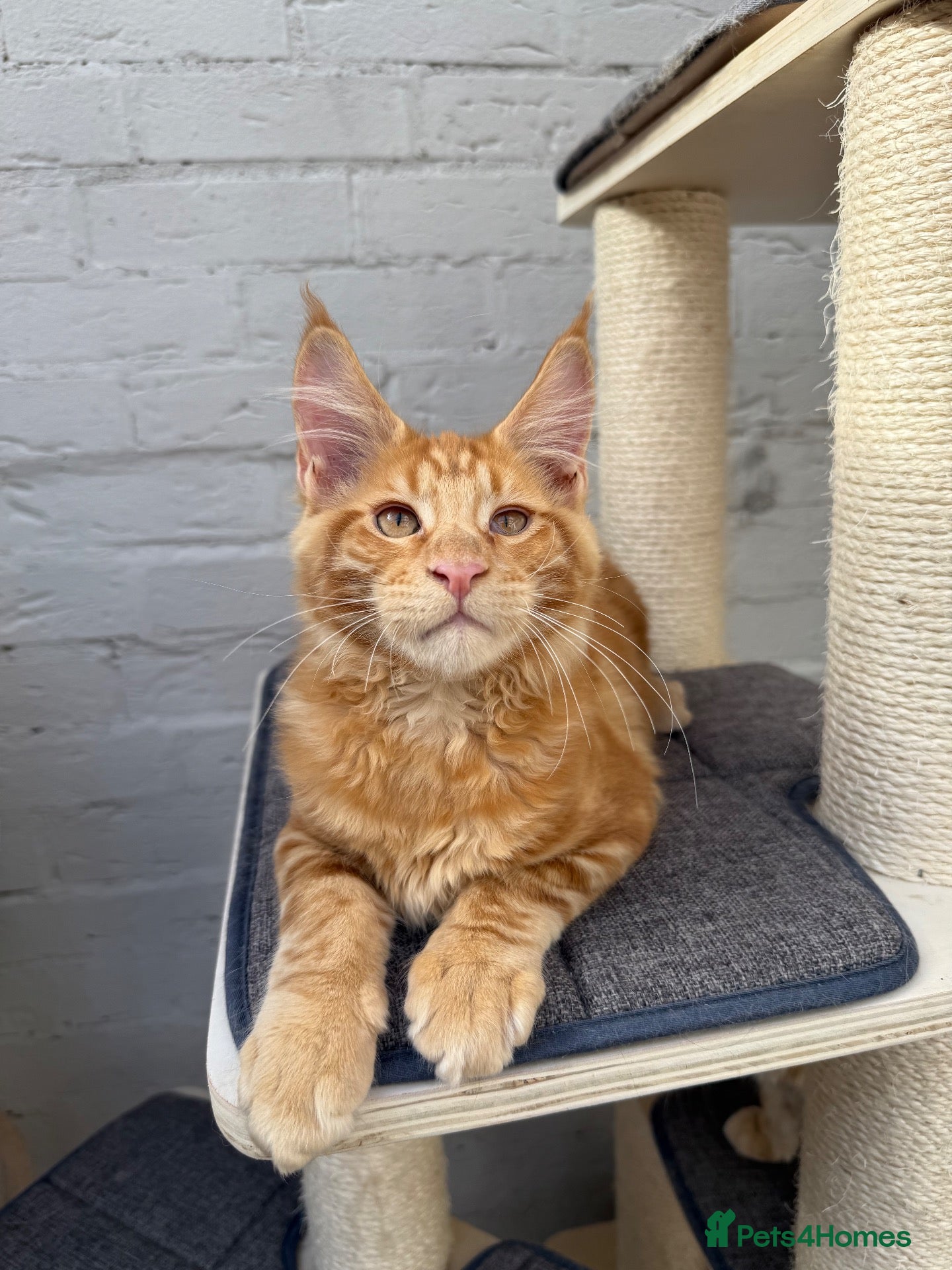 Maine Coon cats TICa reg 9 XXL Massive Red Kittens - Advert 1