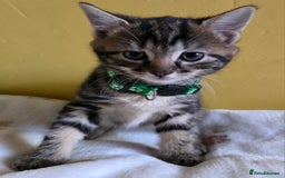 Mixed Breed cats for sale: Gorgeous 2 Girls and 3 boys For sale - Image 4