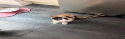 Domestic Shorthair cats for sale: Beautiful Calico short haired domestic kitten  in Poole - Advert 1