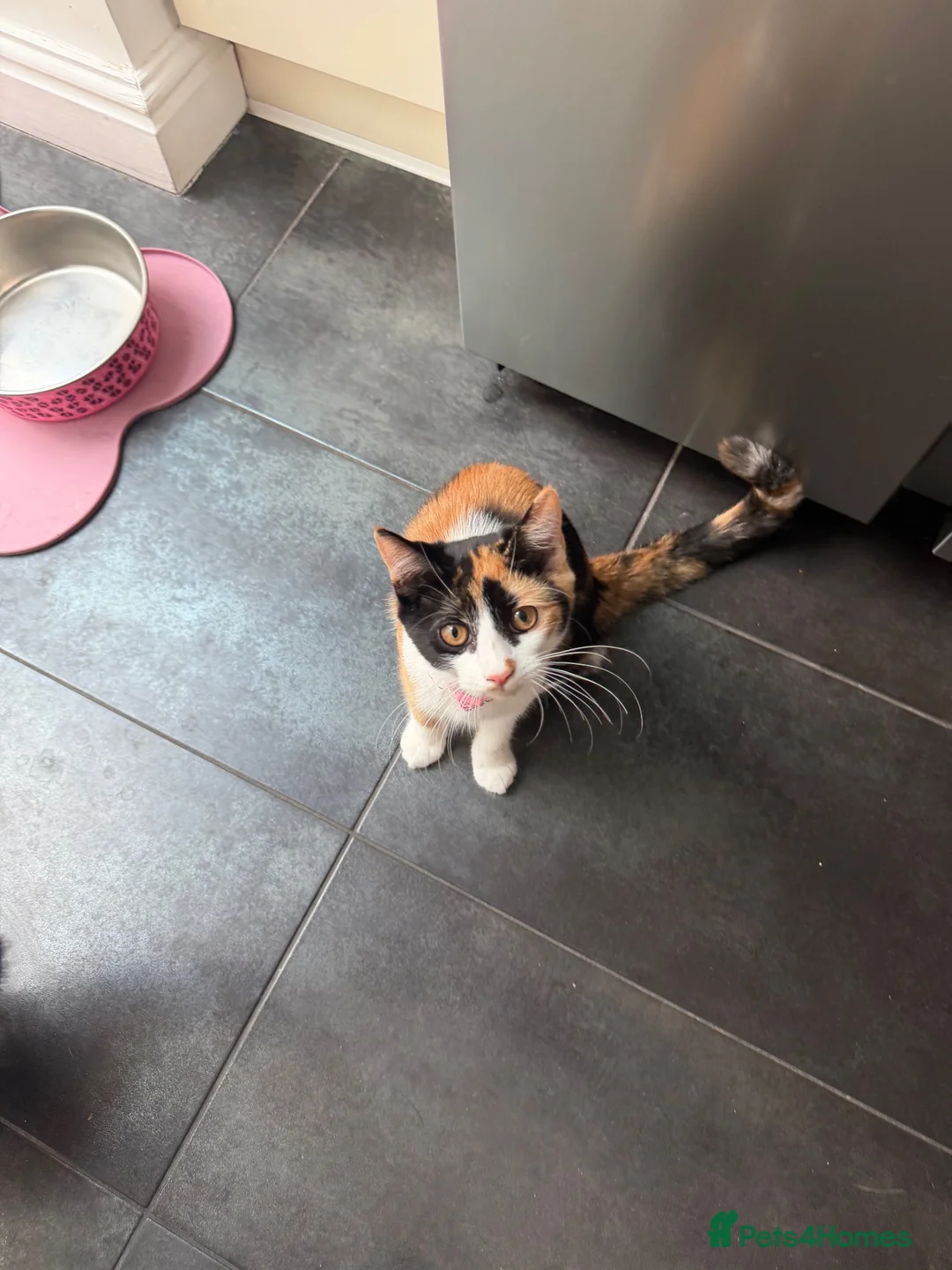 Domestic Shorthair cats for sale: Beautiful Calico short haired domestic kitten  in Poole - Advert 1
