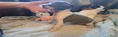 Italian Greyhound 6