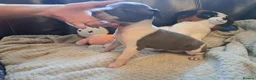 Italian Greyhound dogs for sale: KC registered Italian greyhound puppies 1 boy left - Advert 19
