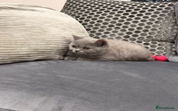 British Shorthair cats for sale: British Shorthair kittens and Mum for sale - Image 16