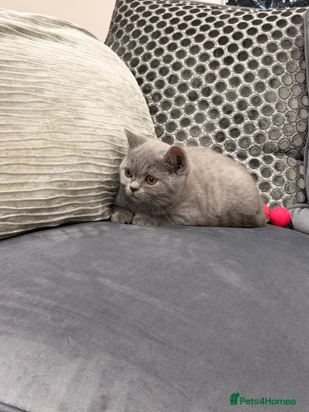 British Shorthair cats for sale: British Shorthair kittens and Mum for sale - Image 16