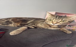 Domestic Shorthair cats for sale: kittens for sale❤️ - Image 8