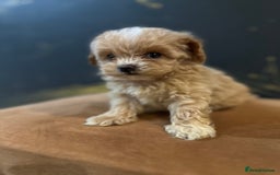 Maltipoo dogs for sale: Gourgeous toy maltipoo puppies❤️ - Image 7