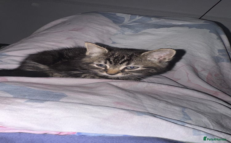 American Shorthair cats - Advert 2