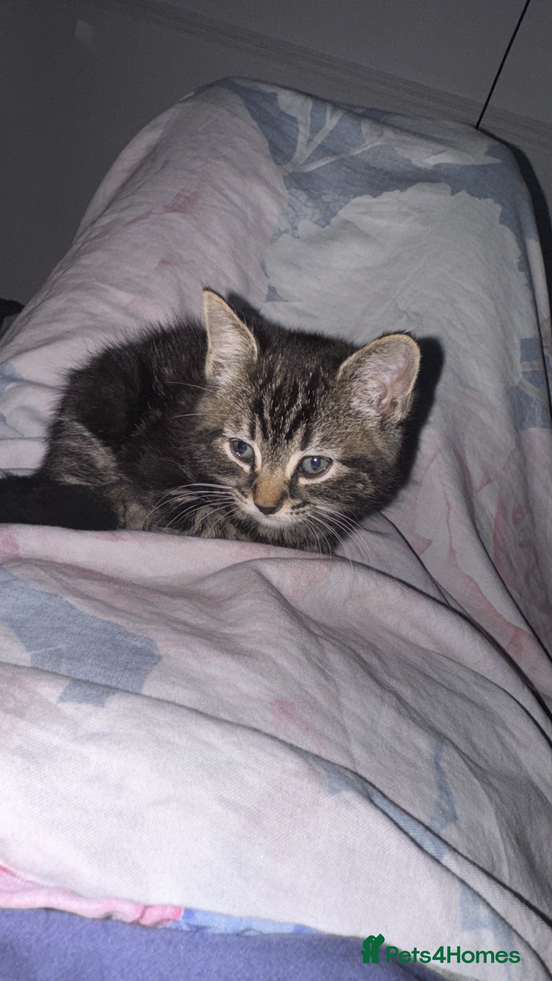 American Shorthair cats for sale: 2 make and 1 female kittens for sale  - Image 1