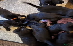 Flat coated Retriever dogs for sale: Flat coat Retriever puppies  - Image 14