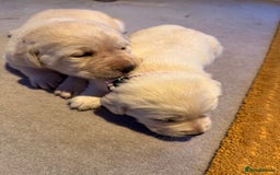 Labrador Retriever dogs for sale: Labrador retriever puppies  - Advert 5