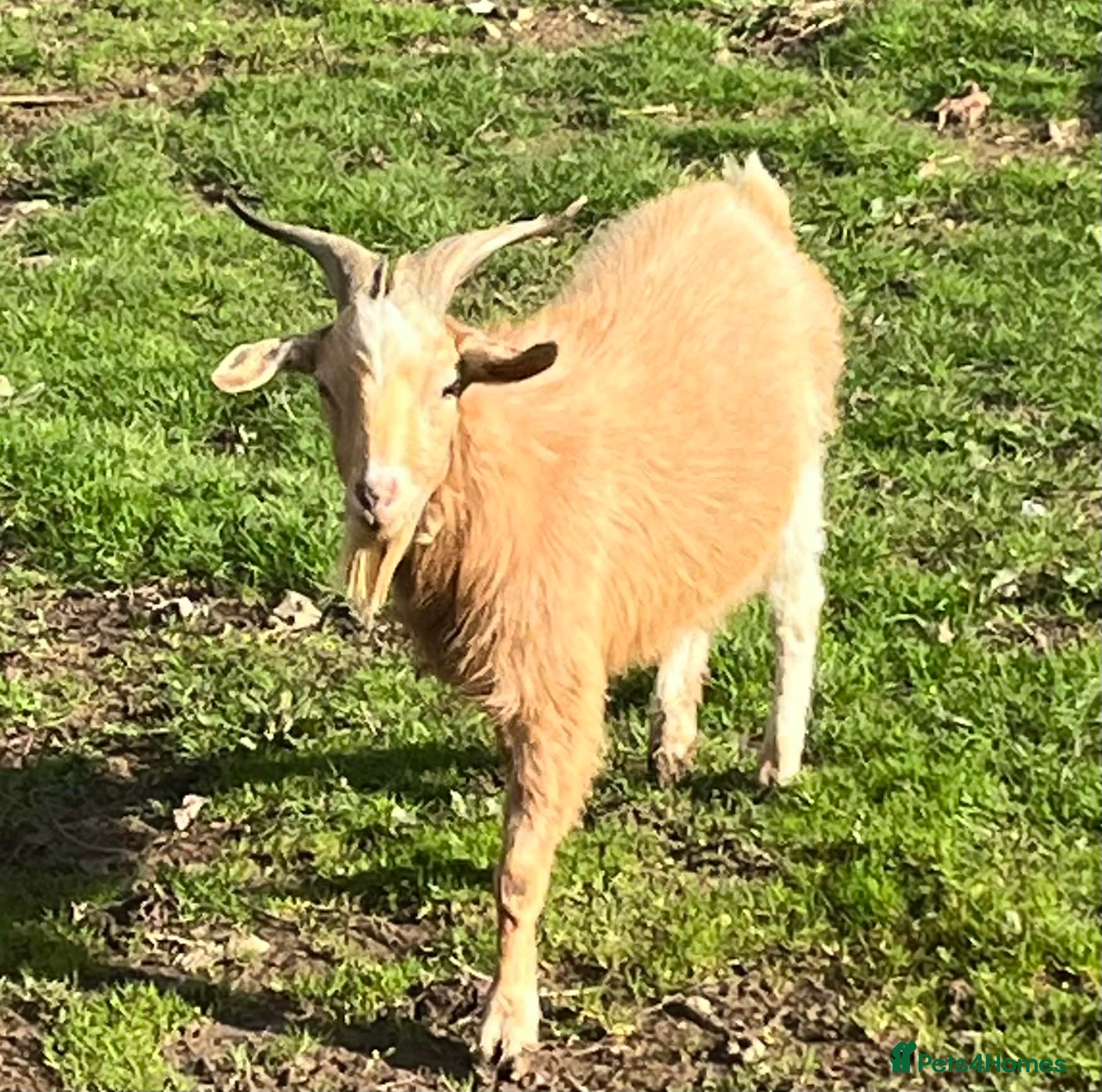 Goats livestock Free to Good Home Billy Goat - Advert 15