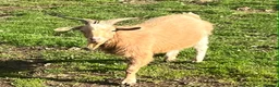 Goats livestock for sale: Free to Good Home Billy Goat - Advert 3