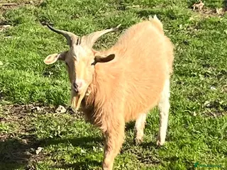 Goats livestock Free to Good Home Billy Goat - Advert 15