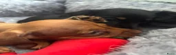 Dachshund dogs for sale: Miniature dashound - Advert 14