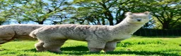 Alpaca livestock for sale: A very special breeding group of 16 alpacas - Advert 14