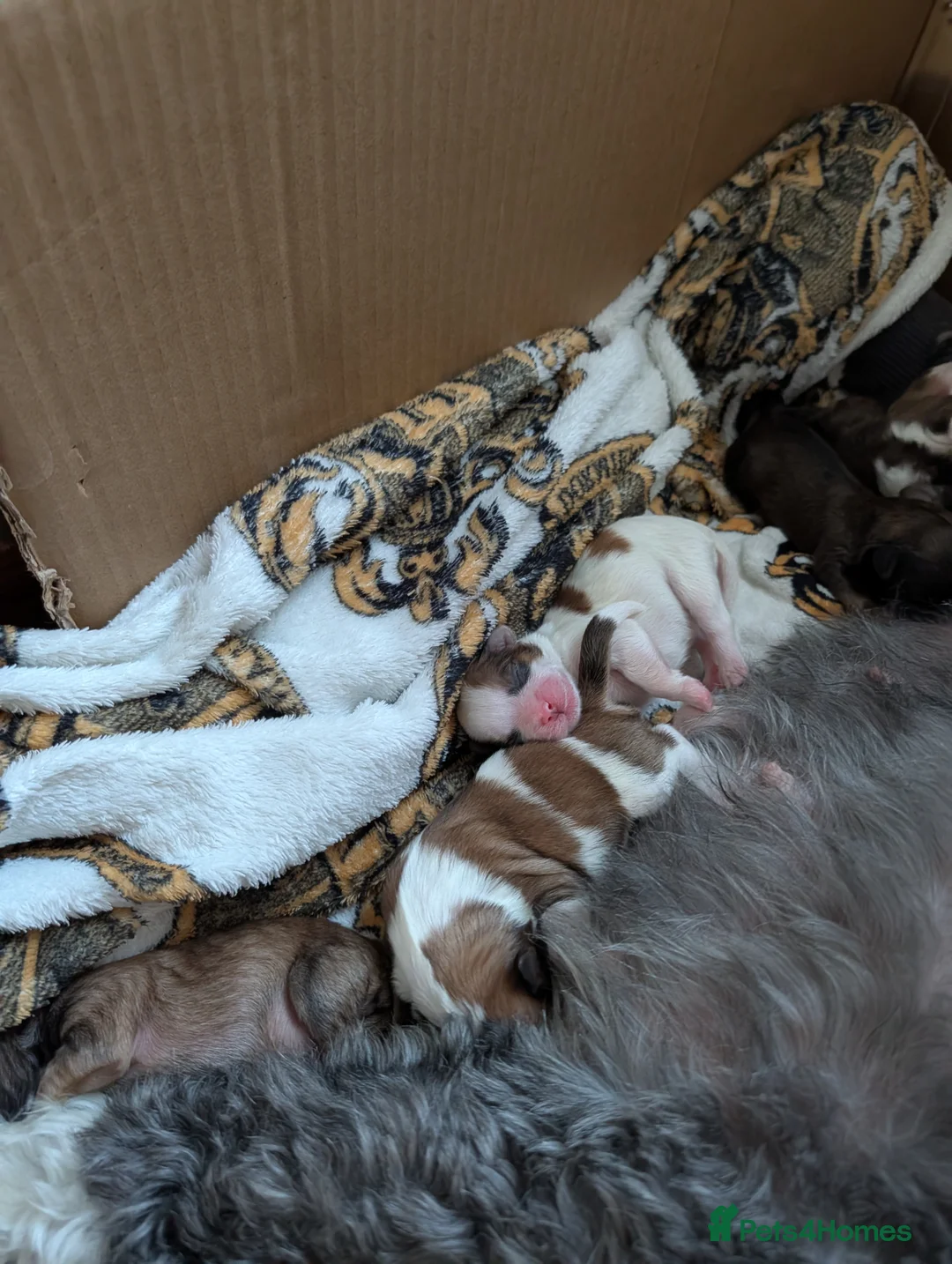 Shih Tzu dogs for sale: Shih tzu puppy's  in Peterborough - Advert 2
