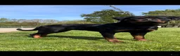 Rottweiler dogs for sale: German Rottweiler Puppies due 9/6 - Advert 3