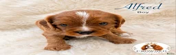 Cavalier King Charles Spaniel dogs for sale: Beautiful Cavalier King Charles Pups - Advert 2