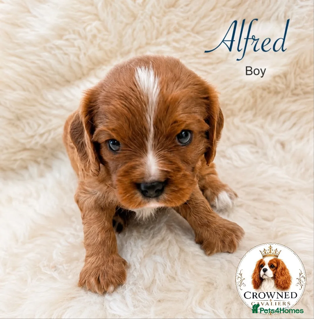 Cavalier King Charles Spaniel dogs for sale: Beautiful Cavalier King Charles Pups - Advert 2