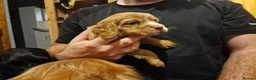 Cocker Spaniel dogs for sale: Chunky cocker spaniel puppies - Advert 5