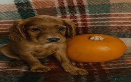 Cocker Spaniel dogs for sale: Beautiful Puppies ready for forever home 🏠  - Advert 3