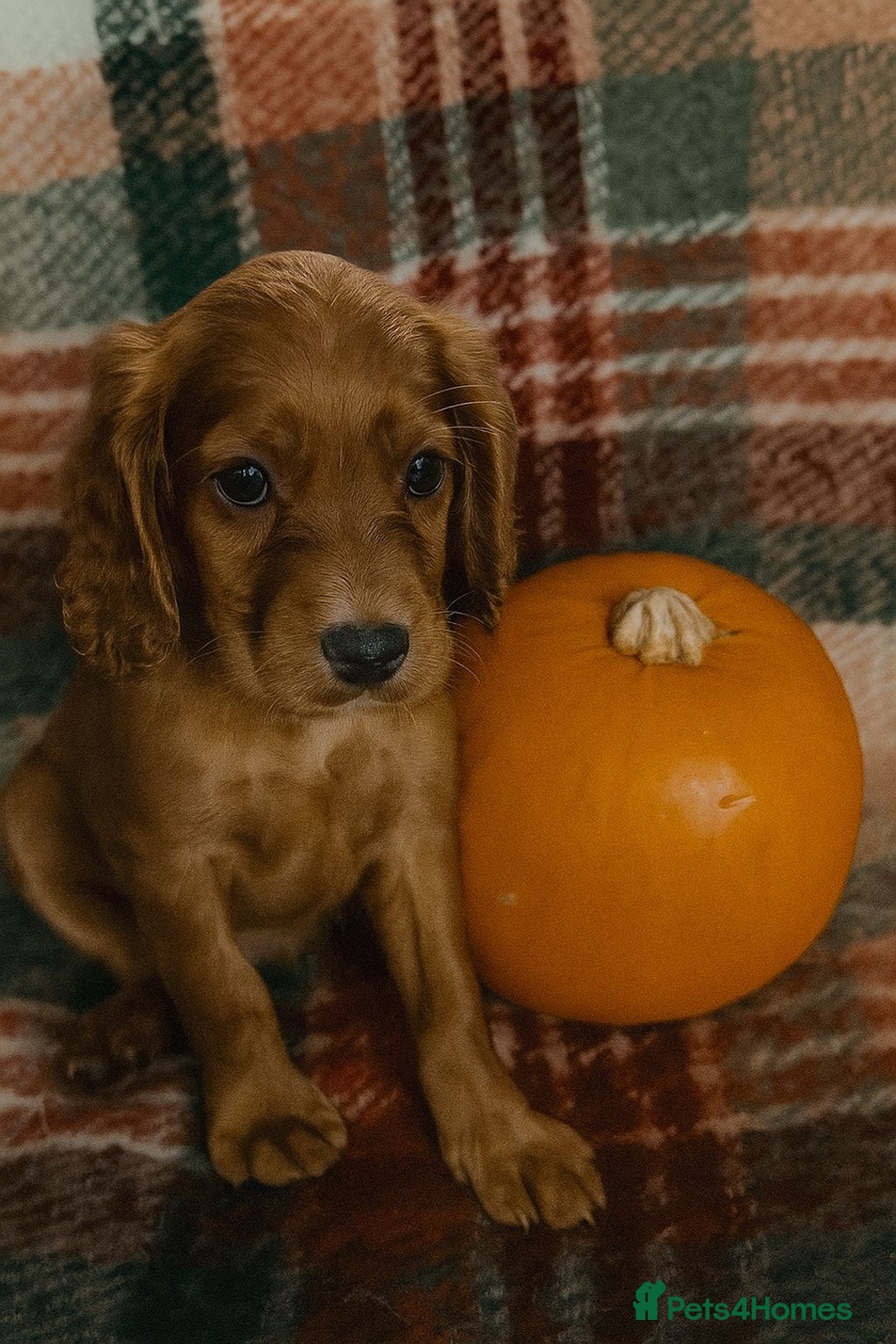 Cocker Spaniel dogs for sale: Beautiful Puppies ready for forever home 🏠  - Advert 3
