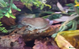 Gecko reptiles for sale: Geckos Fish Frogs full setups - Image 12
