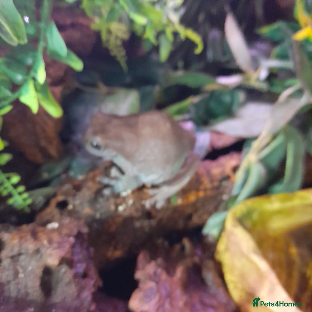 Gecko reptiles for sale: Geckos Fish Frogs full setups - Image 12