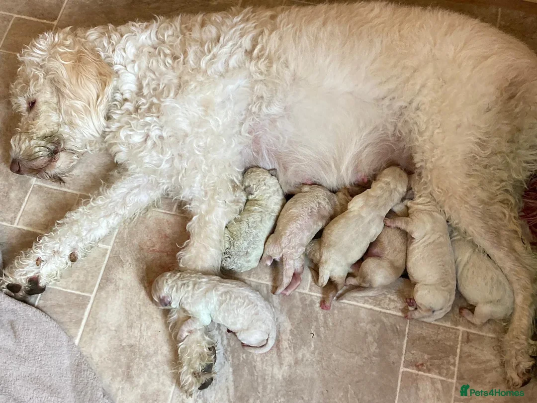 Labradoodle dogs for stud: Labradoodle Stud - Proven in Worthing - Advert 18